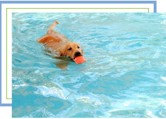 Dog swimming in pool